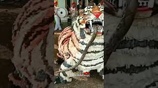 Download lagu can macanan singo Raung memakan ular piton sangat besar mp3