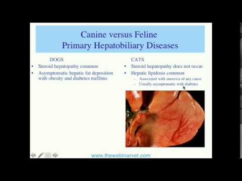 Aetiopathogenesis and diagnosis of feline liver disease Part 1