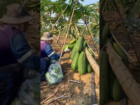Technique for Dwarfing Papaya Plants #farmingtech @HappyFarm85