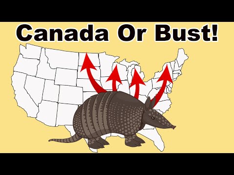 Armored Invasion! - How the Armadillo Is Conquering America
