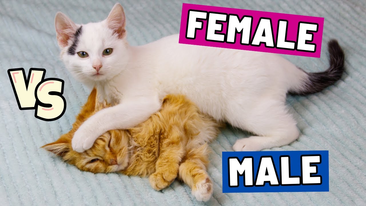 SHOCKING: The Crucial Difference Between Male and Female Cats
