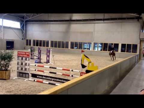 Jethro v/d Brouwershoeve (2009; Cicero Van Paemel X Poor Boy) @ Sentower Jan. 2014