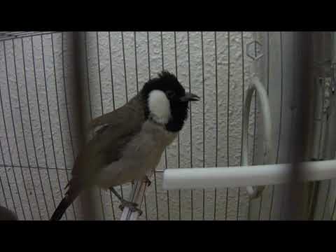 White-eared bulbul chirping/singing (bird)