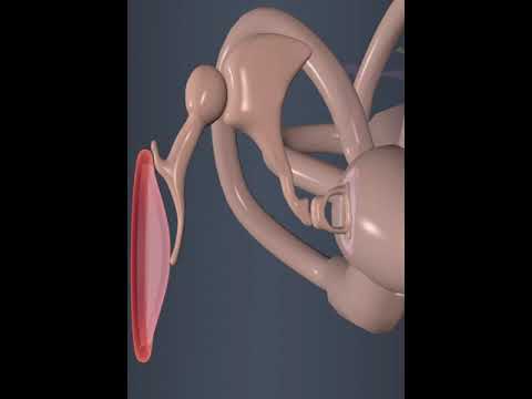 Functioning of middle ear #education