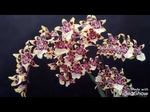 , title : 'Mis Orquídeas Cambria y todos sus cuidados (1/3)'