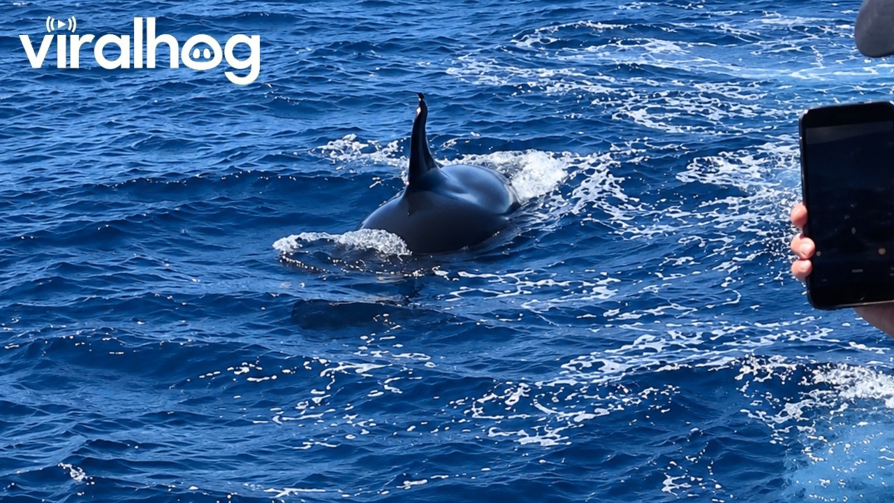 Splitfin Orca Surfaces Next to Expedition Boat || ViralHog