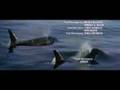 The Pretenders - Forever Young (Free Willy 2 Soundtrack)