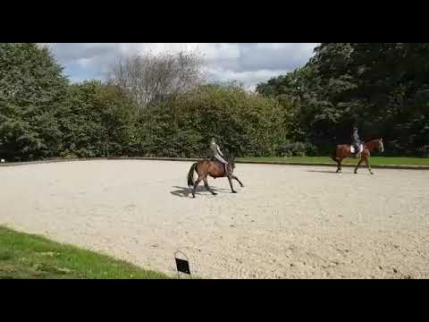 Fiderbach nachkomme 3 jähriger