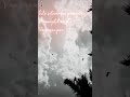 Silu Silu Vendru Poongatru Song ️ ️ ️ WhatsApp Status