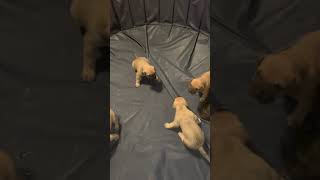 Presa Canario Puppies Videos