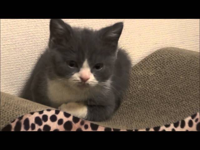 まだ子猫だから？一瞬で眠くなる