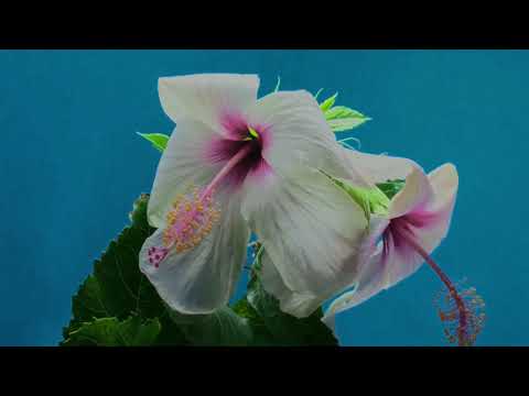 DEMOTAPE - APPRECIATE