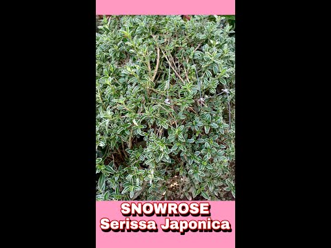 , title : 'SNOWROSE(Serissa Japonica) #SHORTS'