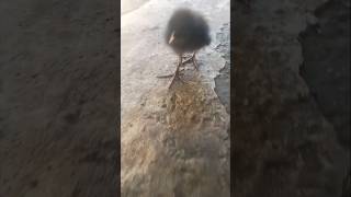 Download lagu Kabut pagi: mengenang Ebiet G Ade mp3