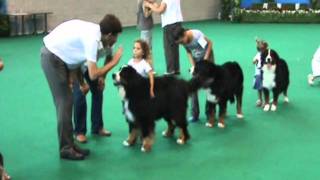 Zion Rock Bernese Mountain Dogs Gibraltar 2009 Junior Handling
