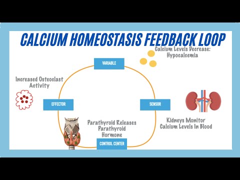Calcium Homeostasis Feedback Loop