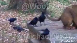 【意外な結末】カラスがライオンにちょっかい→一瞬であの世逝きwww