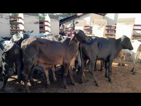 Garrotes Cruzados pra vender em Vertentes Pernambuco com seu Lalá do Gado 05/09/2026.