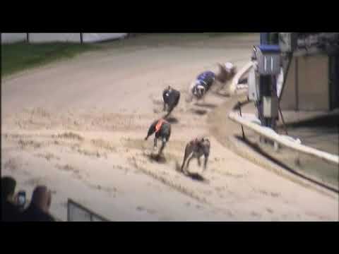 2017 ROMFORD PUPPY CUP FINAL - T1 ROXHOLME NIDGE