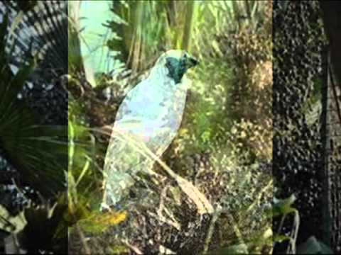 Guyra campana - Mirta Noemí Talavera