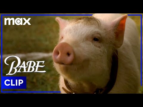 Babe Tries Winning The Herding Competition | Babe | Max Family