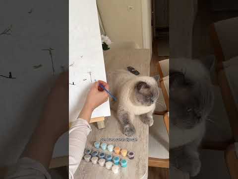 Hep stres 😂🤍 #kedi