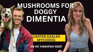 Can Mushrooms Help Senior Dogs Think Better? CCD Study Results w: CBD Dog