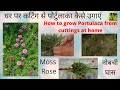 How To Grow Portulaca By Cuttings Method At Home Bichhubutti