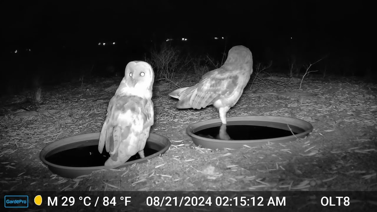 S2E14: A Pair Of Barn Owls Share The Water Station