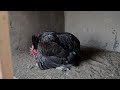 Chicken Breeding Farm || Rooster Mating Call #crossing #matingseason