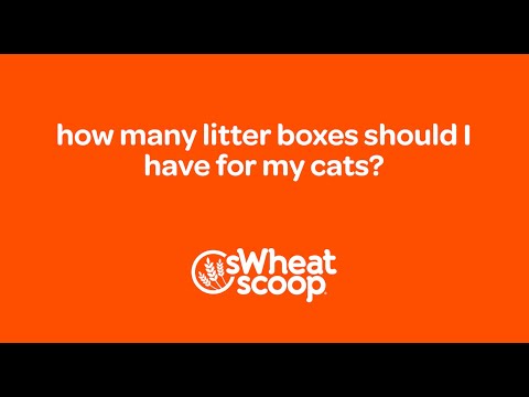 how many litter boxes should I have for my cats?