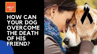 ✝🐶How To HELP A DOG Cope With THE DEATH Of Another DOG
