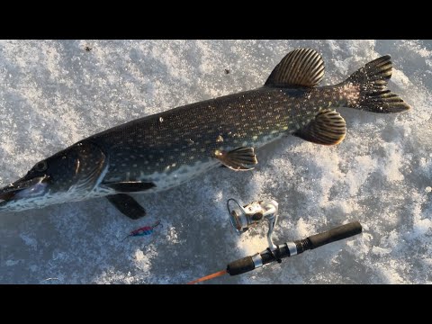 PILKKIHAUKI ENNÄTYS MENI UUSIKSI !