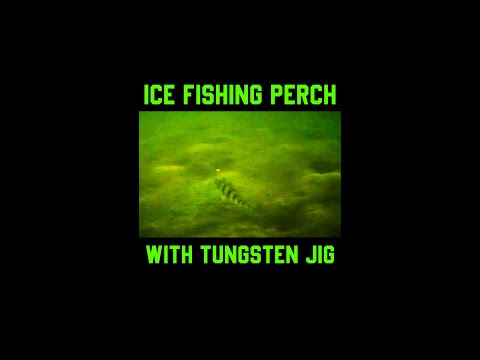 Ice Fishing Perch with Tungsten Jig
