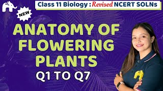 Anatomy of Flowering Plants Class 11 Biology | Revised NCERT Solutions | Chapter 6 Question 1-7
