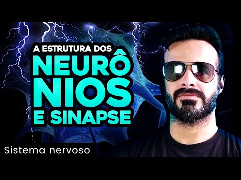 Nervous System - Structure of neurons and synapses - Human Anatomy - Video Lesson 008