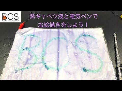 【BCS企画】紫キャベツ液と電気ペンでお絵描きをしよう！ / すずかけサイエンスデイ2021