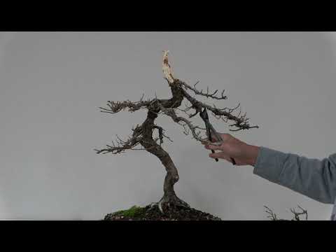 Art from a dead Bonsai