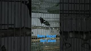 Download lagu kacer air.,gacorr mp3