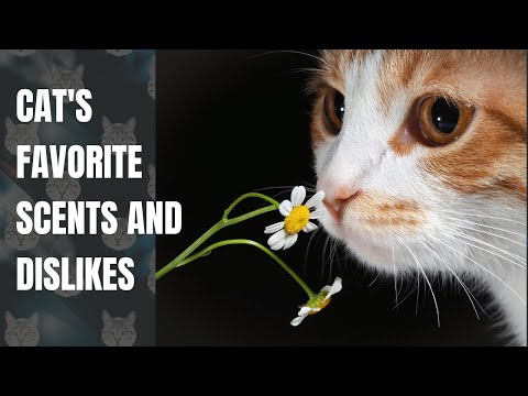 Cat's Favorite Scents and Dislikes - Cat's Knowhow