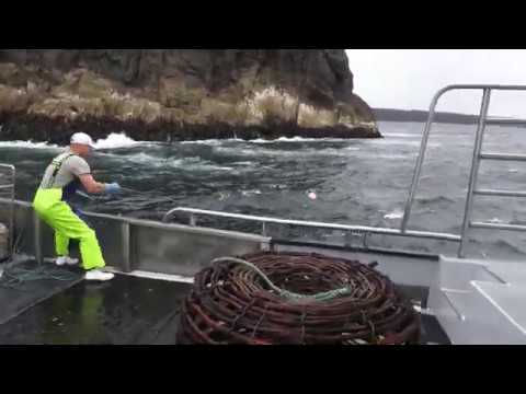 CRAYFISHING ON THE WESTCOAST OF TASMANIA. NICE FOOTAGE.