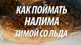Где ловят налима на рыбинском водохранилище