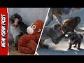Punch The Orphan Monkey Clings To Plush Mom After Being Thrown Around By Others