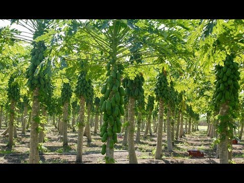 Papaya Agriculture - Papaya Farming - Cultivation of Papaya - Production Technology of Papaya