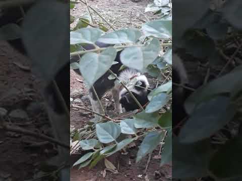 My dog hides sapota fruits under plants and eat later😍