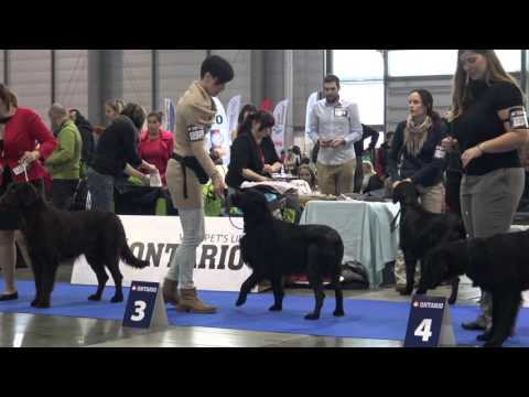 Arny Vrbovecké stráně NVP Brno 9.1. 2016