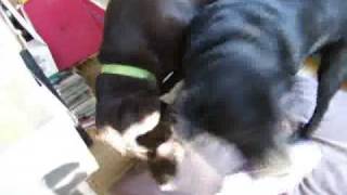 Two Best Friends 12: The Circle Game