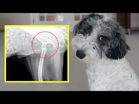 YouTube video about: How to strengthen dogs back legs?