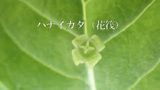 山野草・春編＃176　ハナイカダ（花筏）