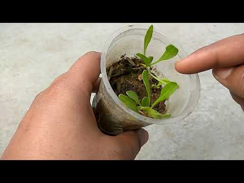 Grow black pepper from seeds